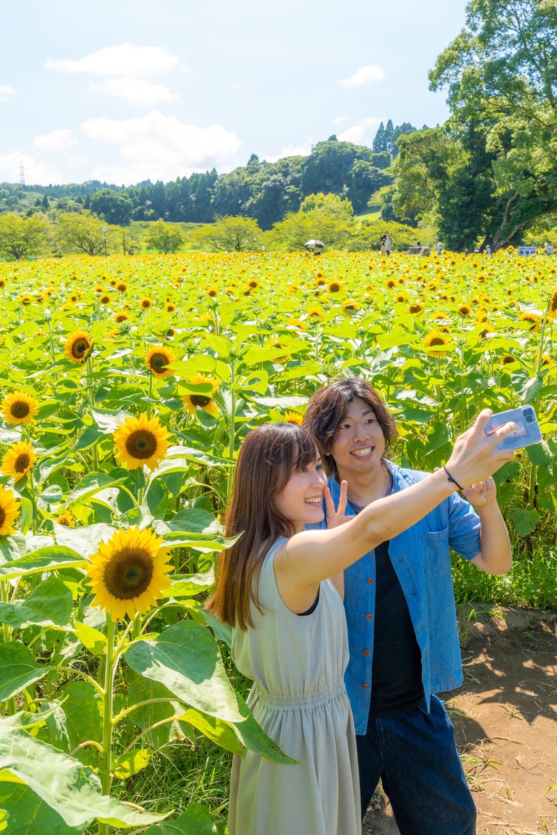 都市農業センターのヒマワリが見頃】 今年は開花が遅れましたが
