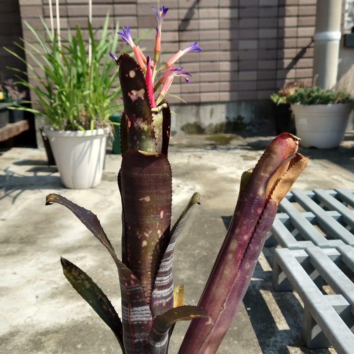 ビルベルギア「ダース・ベイダー」が初めて開花しました 子株が出て