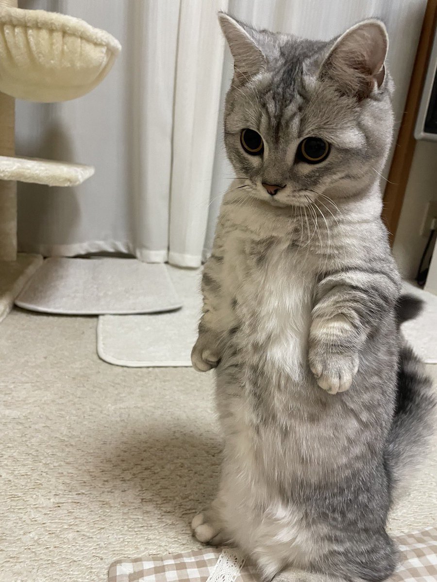 まろ🐈 (@zxb_y6) / Posts / X