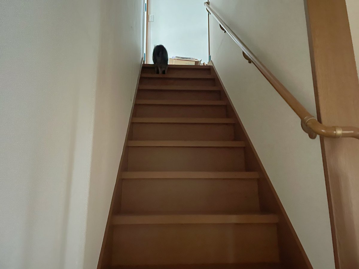 滞在中ずっと寄り添ってたねこが、帰り支度を始めたら何も言わず二階へ