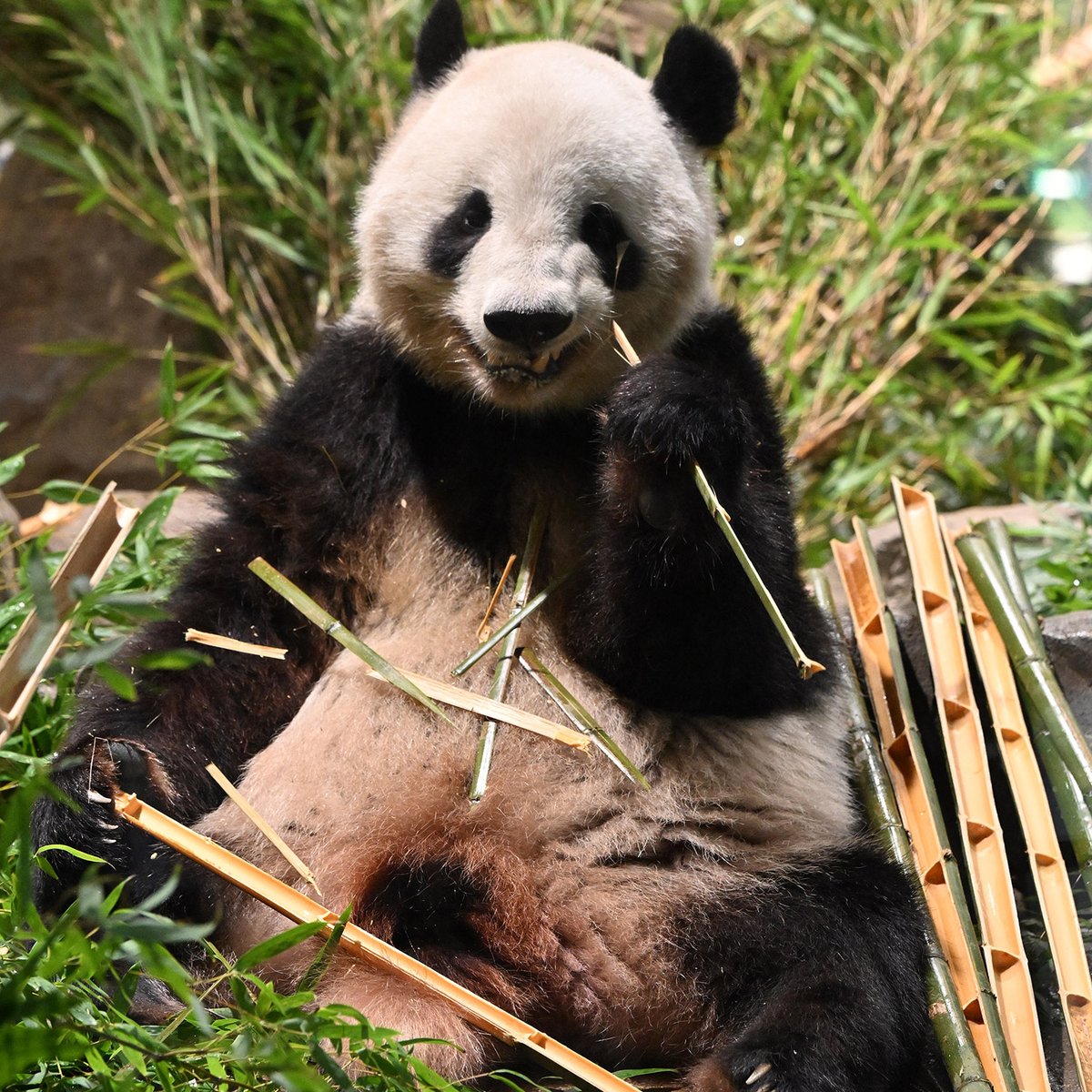 0115166 天然黒曜石パンダ置き物、23.1＊39.3ミリ 0115166 天然黒曜石