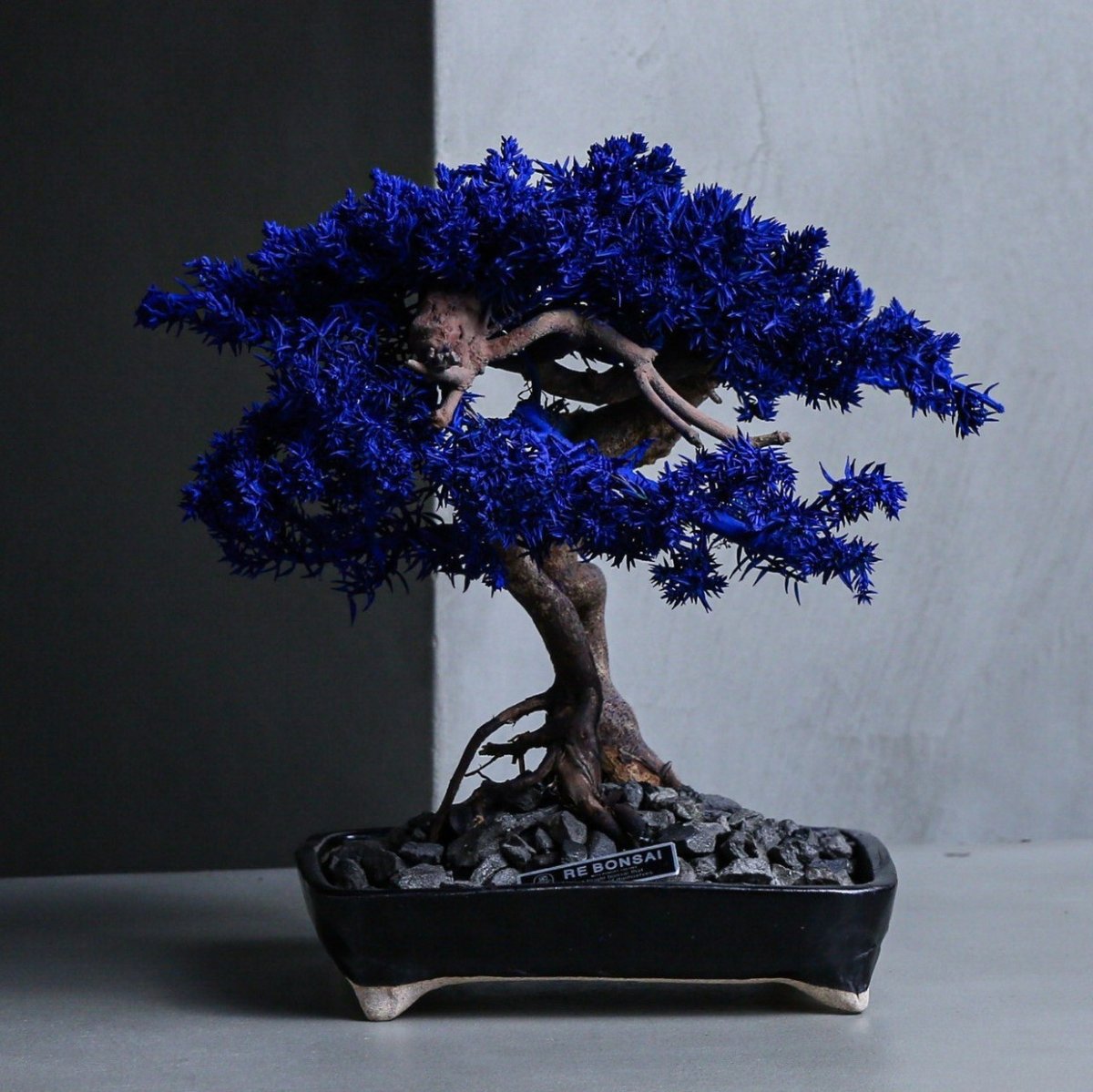 開催中🌱】TOUFU TOKYO POP UP STORE 『再生』をテーマに、枯れて