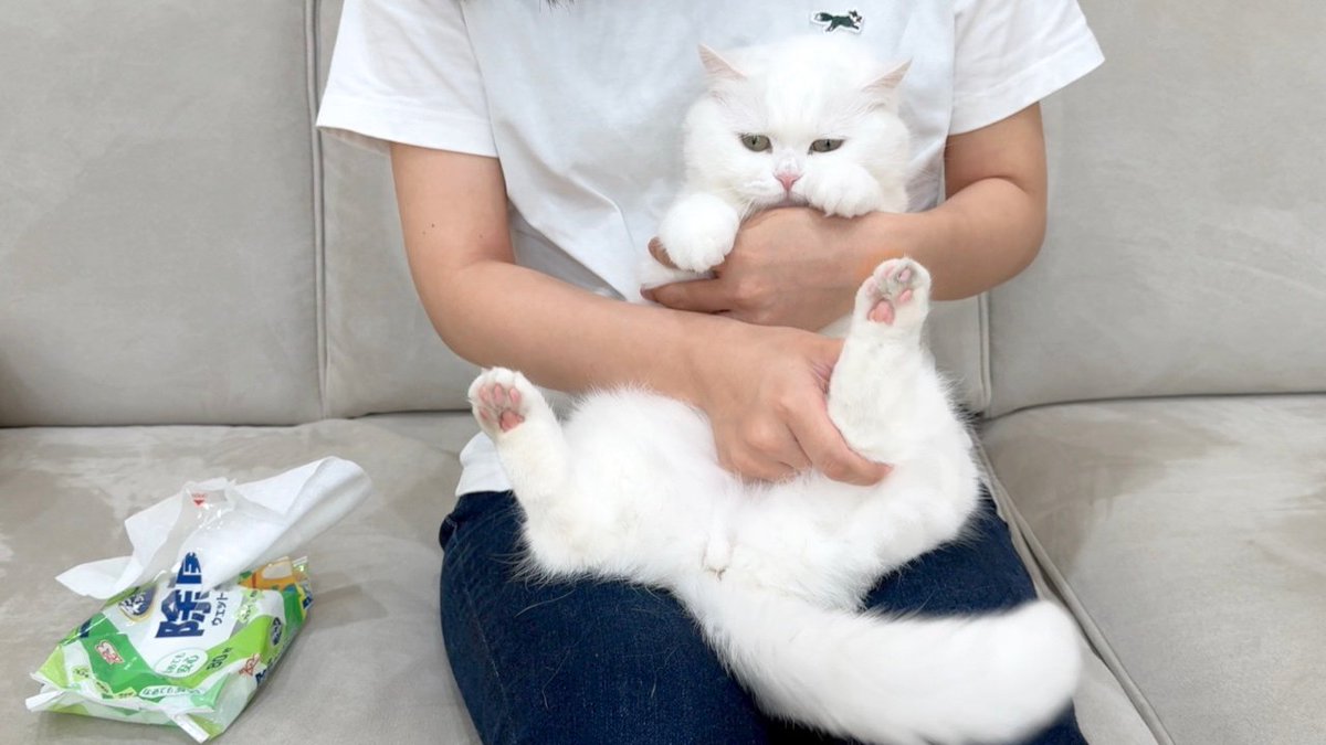 ポムさんとしまちゃん (@pomusan_cat) / Posts / X