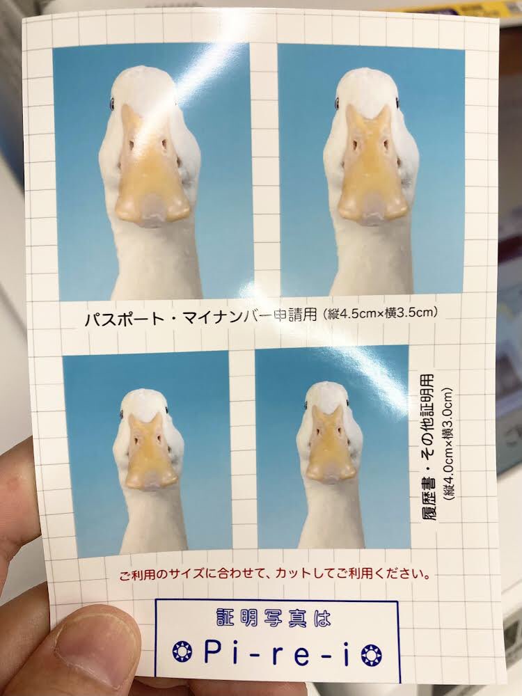 あひるの証明写真を作りました。は？ あひるの証明写真ほしかったん