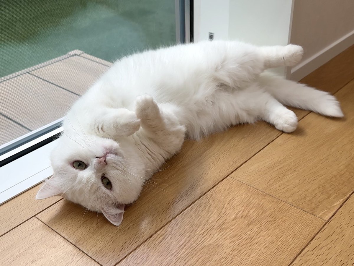 ポムさんとしまちゃん (@pomusan_cat) / Posts / X