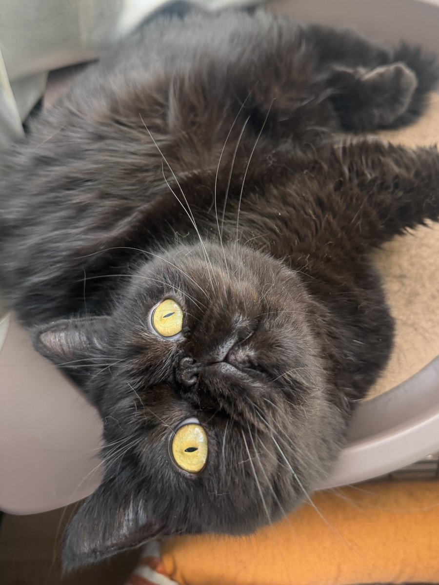 しぃちゃん (@shi_chan347) / Posts / X