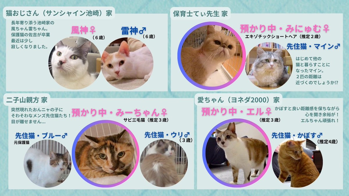 SNS限定/ 番組出演中のニャンズたちをご紹介！ ニャンズの顔と名前を