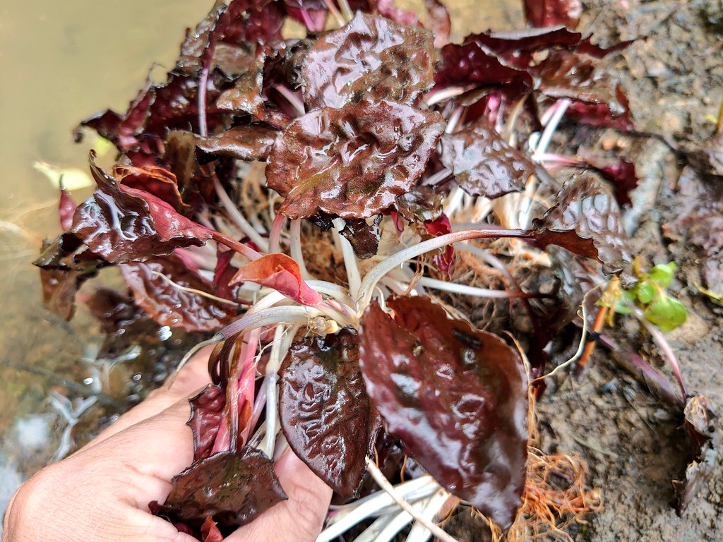 Cryptocoryne striolata 