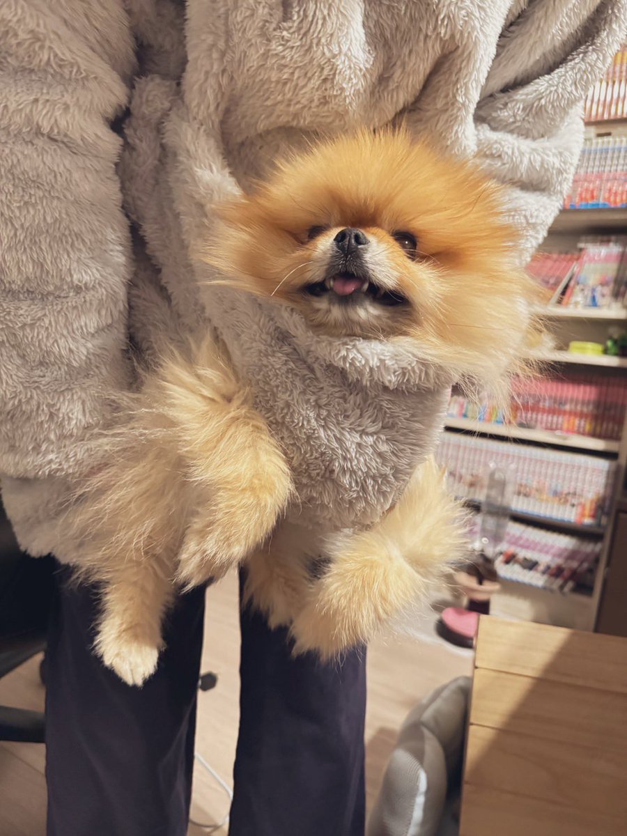 ニトリの着る毛布買いました！ にゃんぽけにいぬを入れたよ