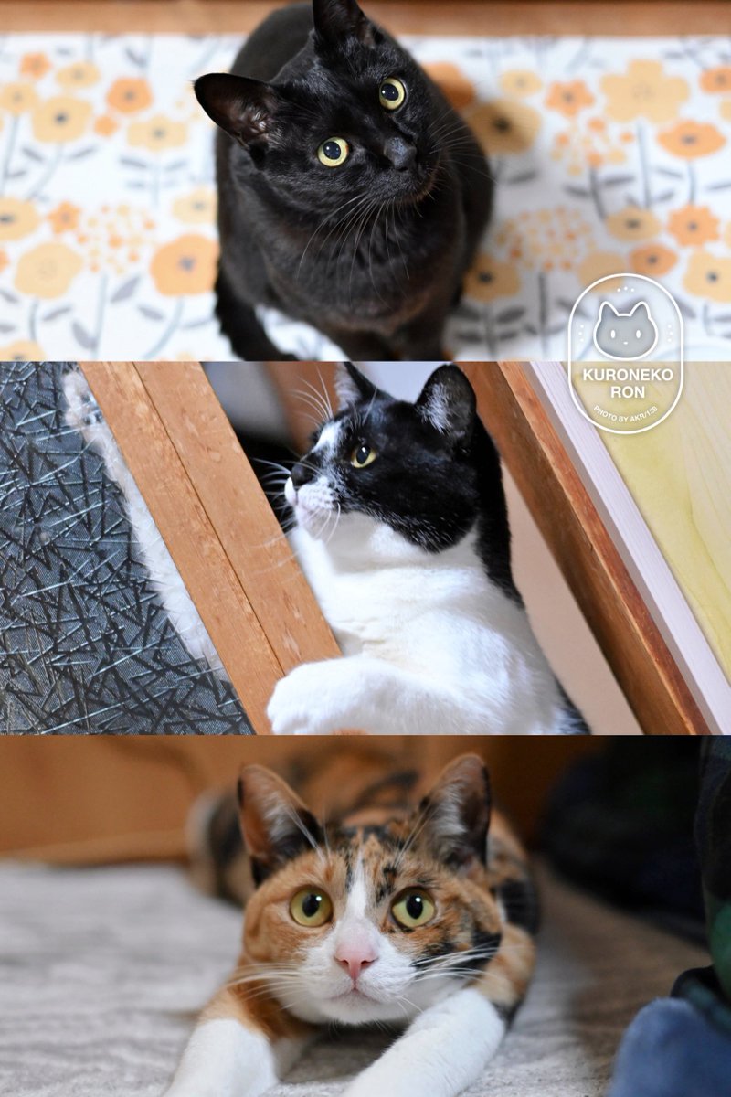 ねこたちのコミュニケーション見てるととてもかわいくて和む とにかく