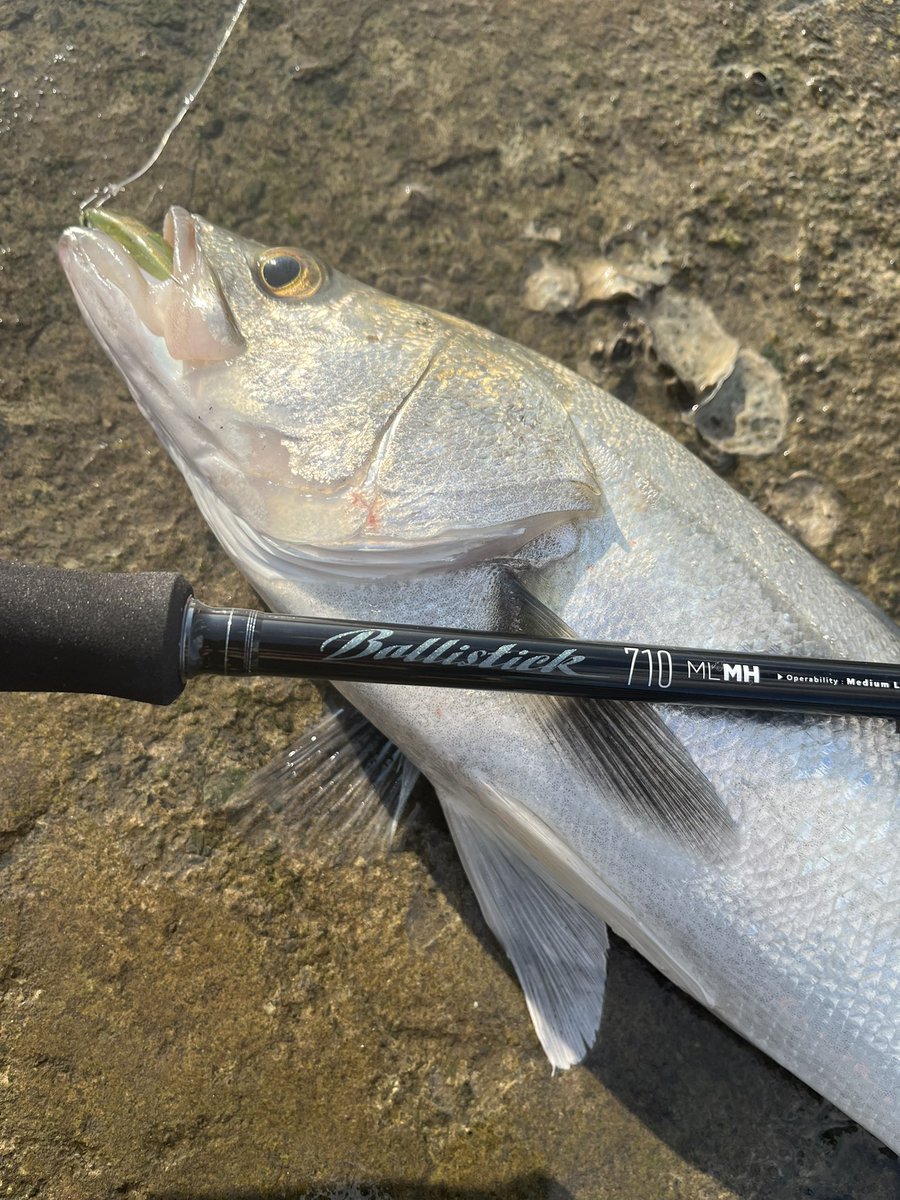 2025年発売のバリスティック710MLMH 。笑いが出る程の抜群の操作性。小