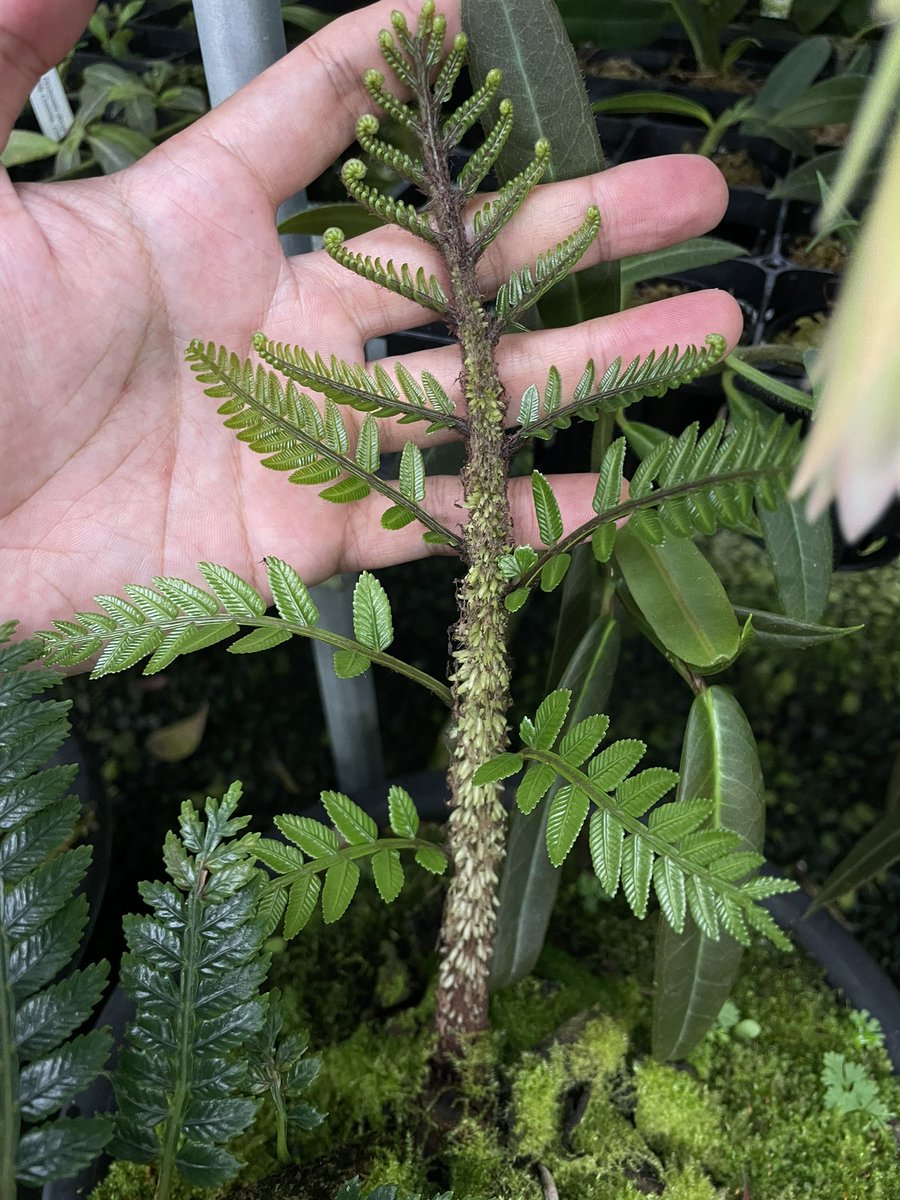 Ptisana squamosa パプアのトゲトゲなリュウビンタイモドキ 鱗片から