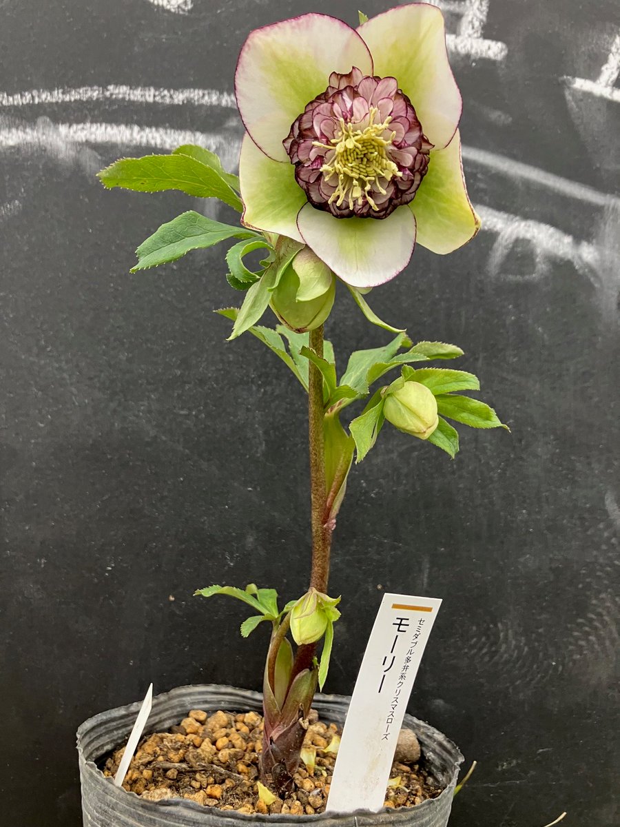 ガーデンセンター荒川沖店 】  #クリスマスローズ 入荷情報📢/ ＃加藤