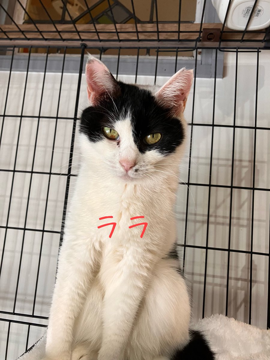 非営利型 一般社団法人 ねこたまご (@nekotamago_) / Posts / X