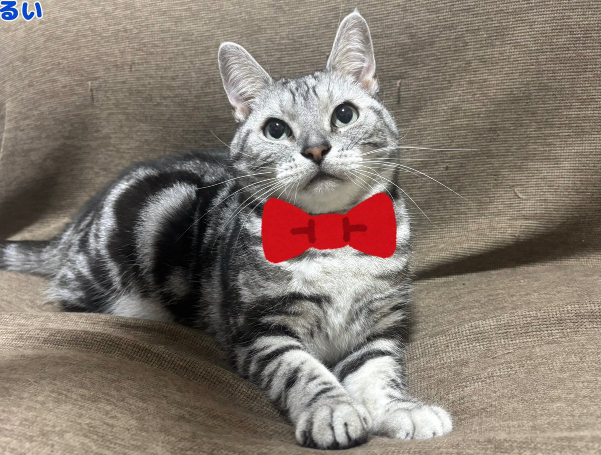 マンチカン大吉 Munchkin Daikichi (@Daikichi_0611) / Posts / X