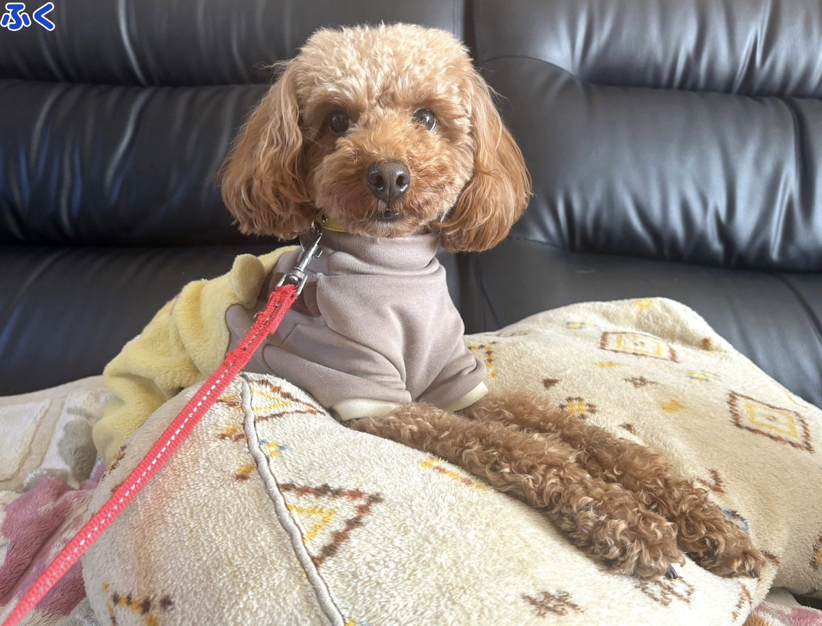 マンチカン大吉 Munchkin Daikichi (@Daikichi_0611) / Posts / X