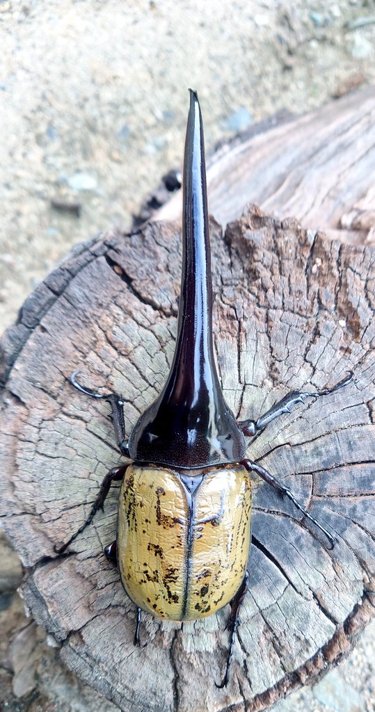 水鳥 鯱ｰ煙火🎆 (@Orca_waterfowl) / Posts / X