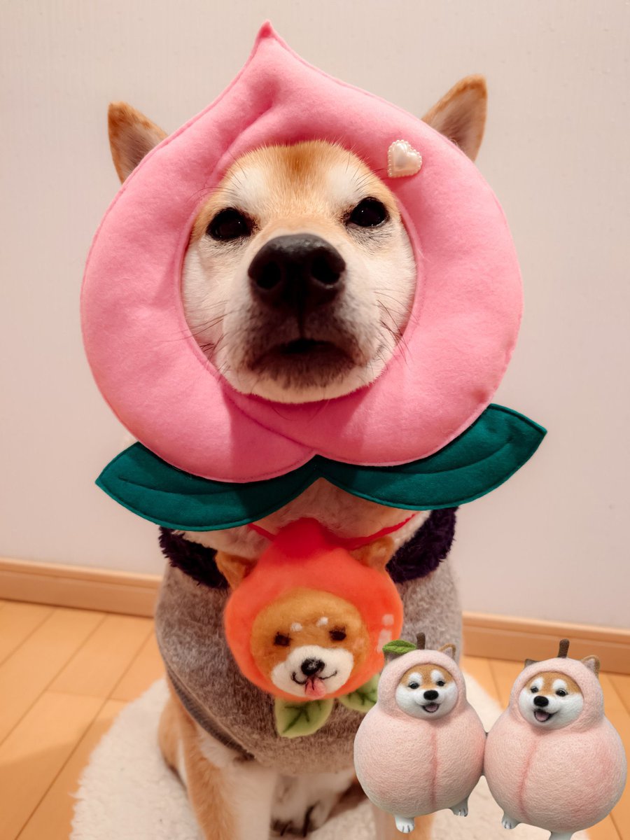 kumabolero0571 桃尻🍑太郎侍ちゃんズ ワンばんこ🐶🐶 桃尻🍑妖精