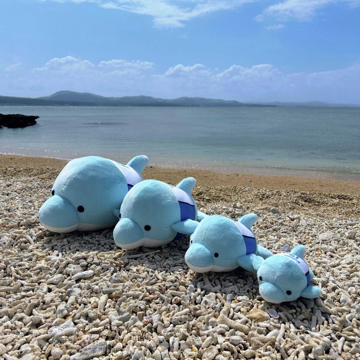 🌺キャンプ地限定グッズ🌺 🐬動物ぬいぐるみくじ開催中🐬 ＼ 選手