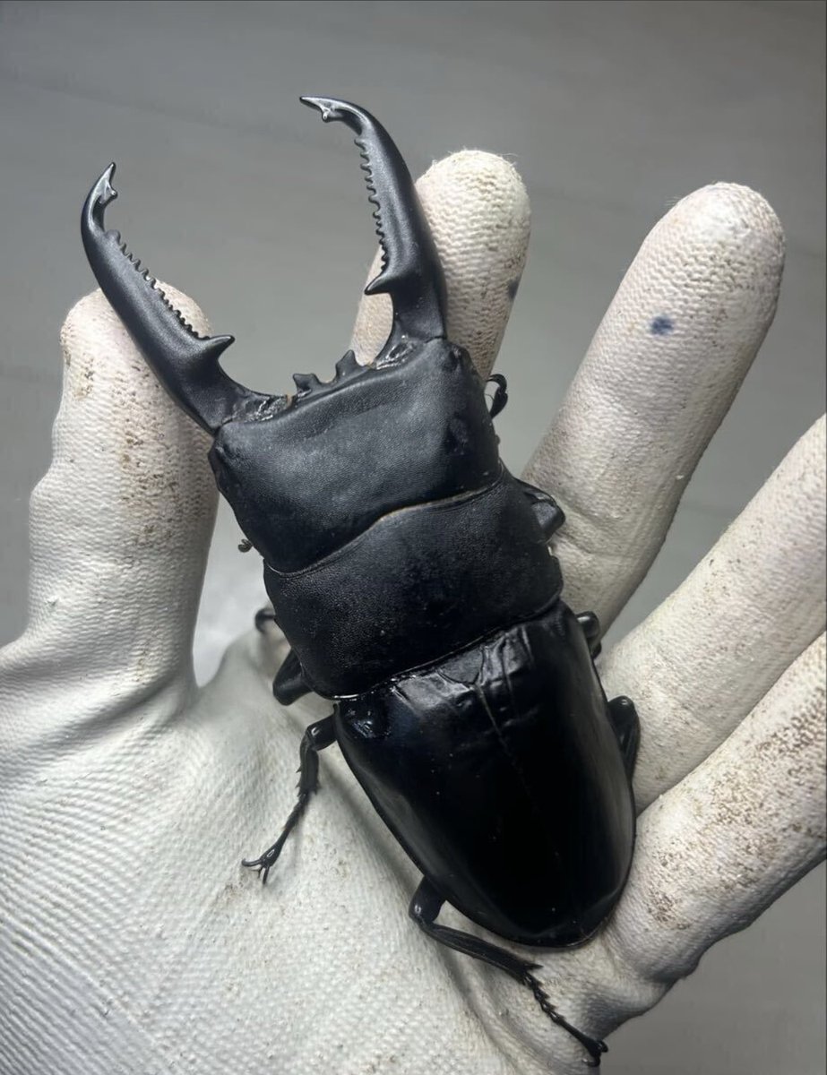 ダイジー (@daisykurume) / Posts / X