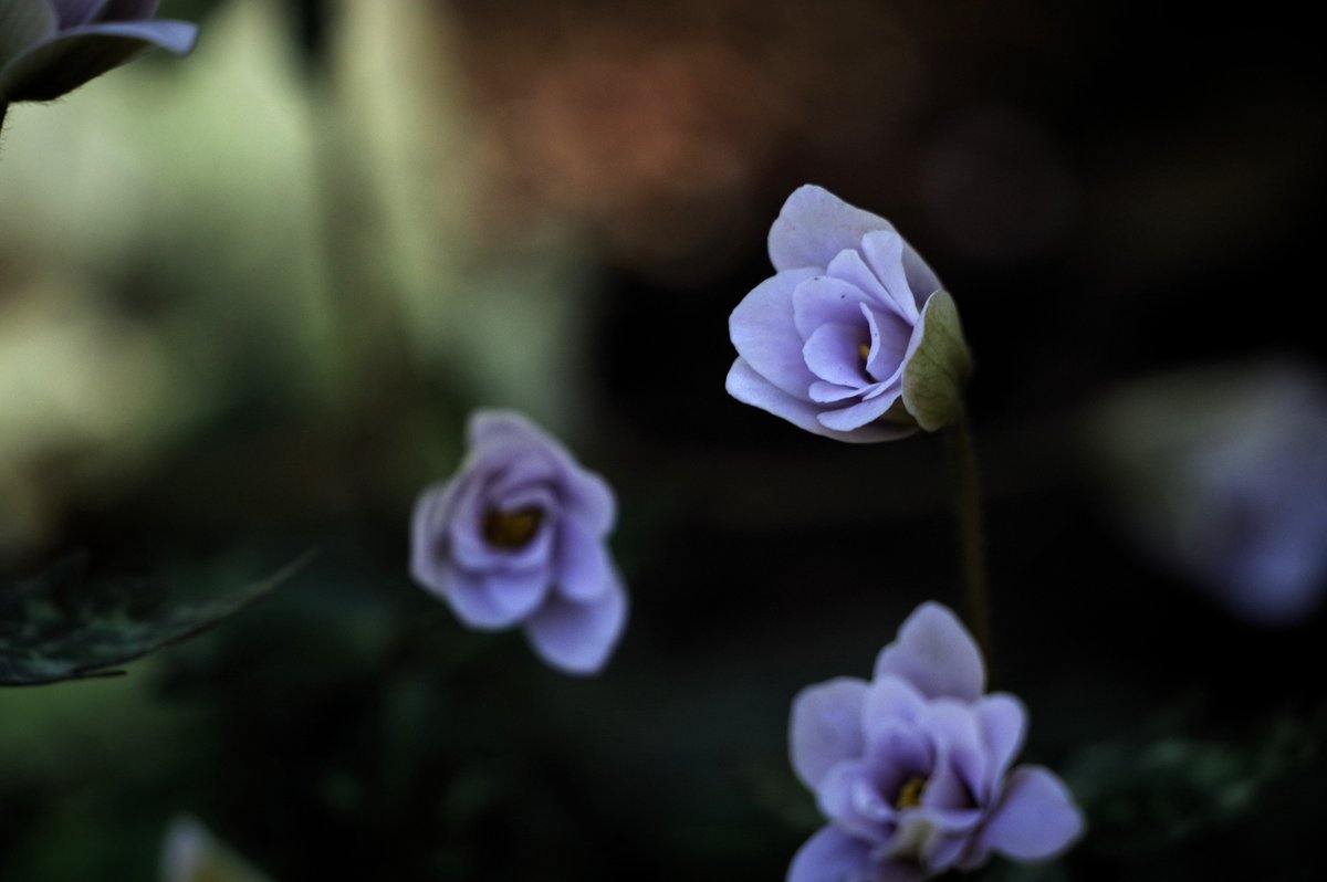 moimoi@SF (@singularityfree) / Posts / X