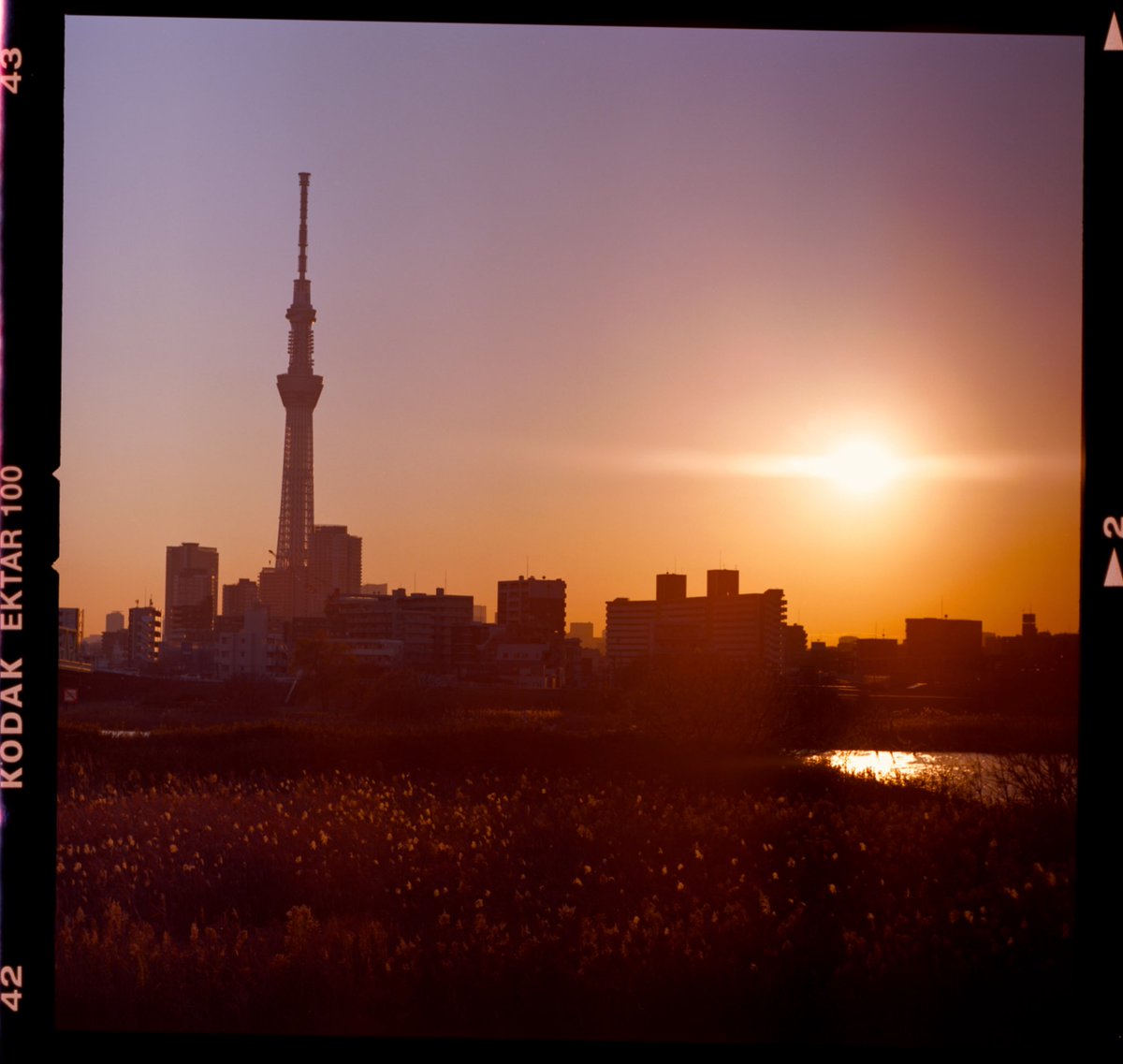 おはよございますね 都民なのにスカイツリー行ったことないマンです