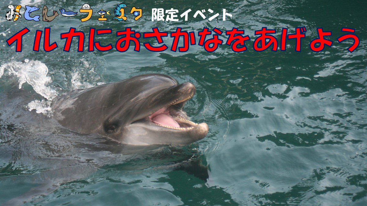 ⭐️みとしーフェスタ2026⭐️ 抽選イベントご案内🌱 【【イルカに