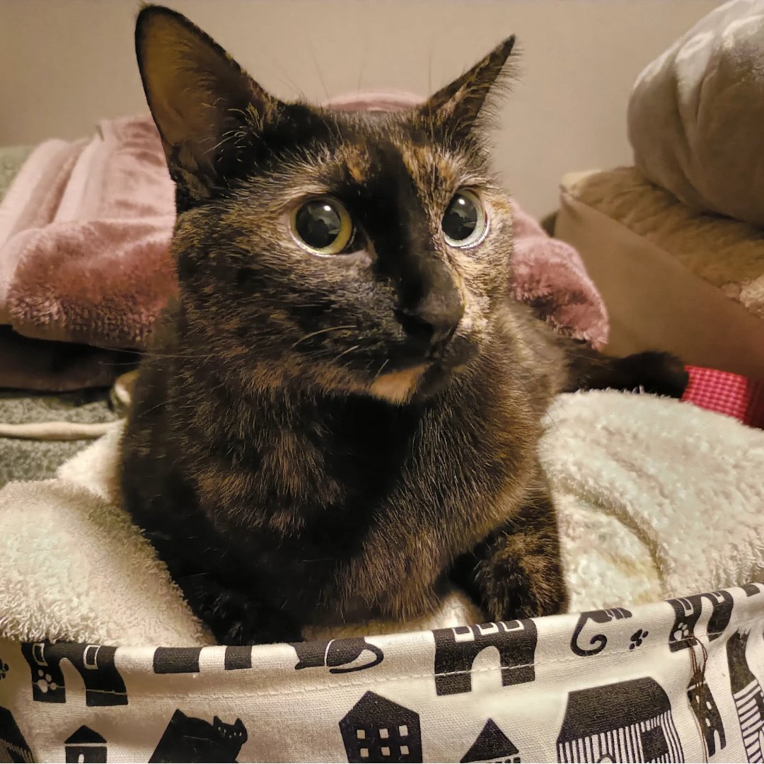 サビ猫の月麦 (@tsumugi_0260) / Posts / X