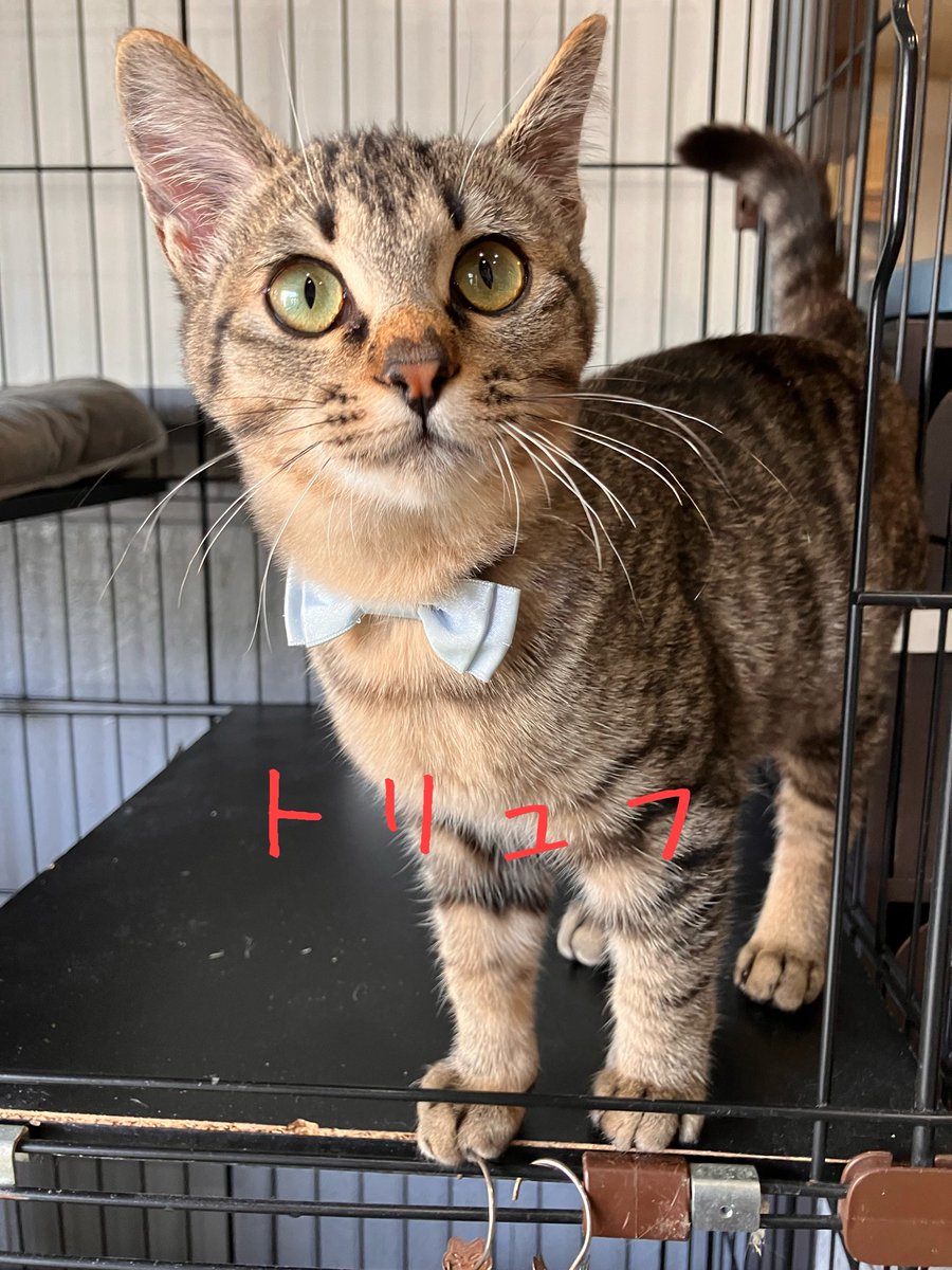 非営利型 一般社団法人 ねこたまご (@nekotamago_) / Posts / X