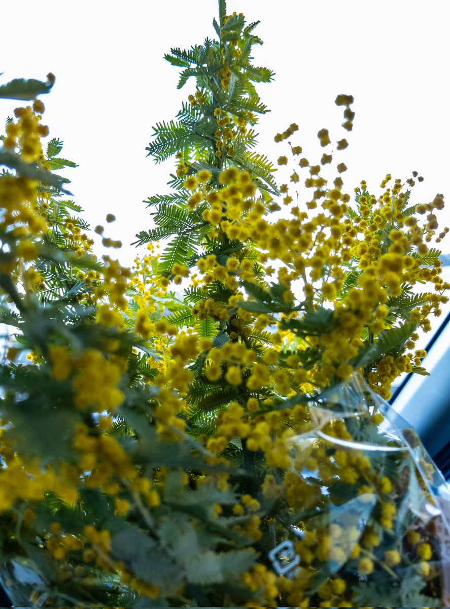 ミモザが売ってた。少しこの子は水切れしてたけど、ドライに丁度良さ