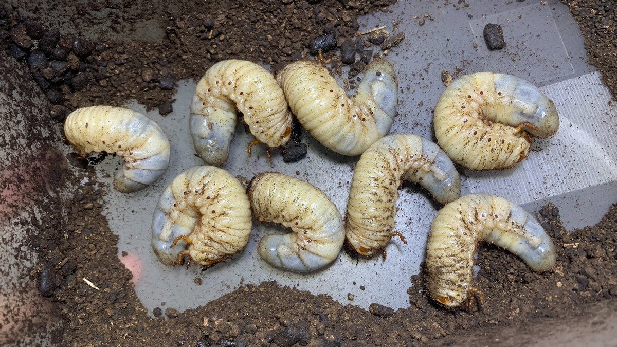 別ライン。 もう絶対に絶やさない…