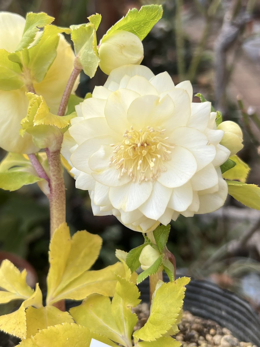 昨年 坂田園芸さんからお迎え 加藤農園クリアゴールド多弁系 この