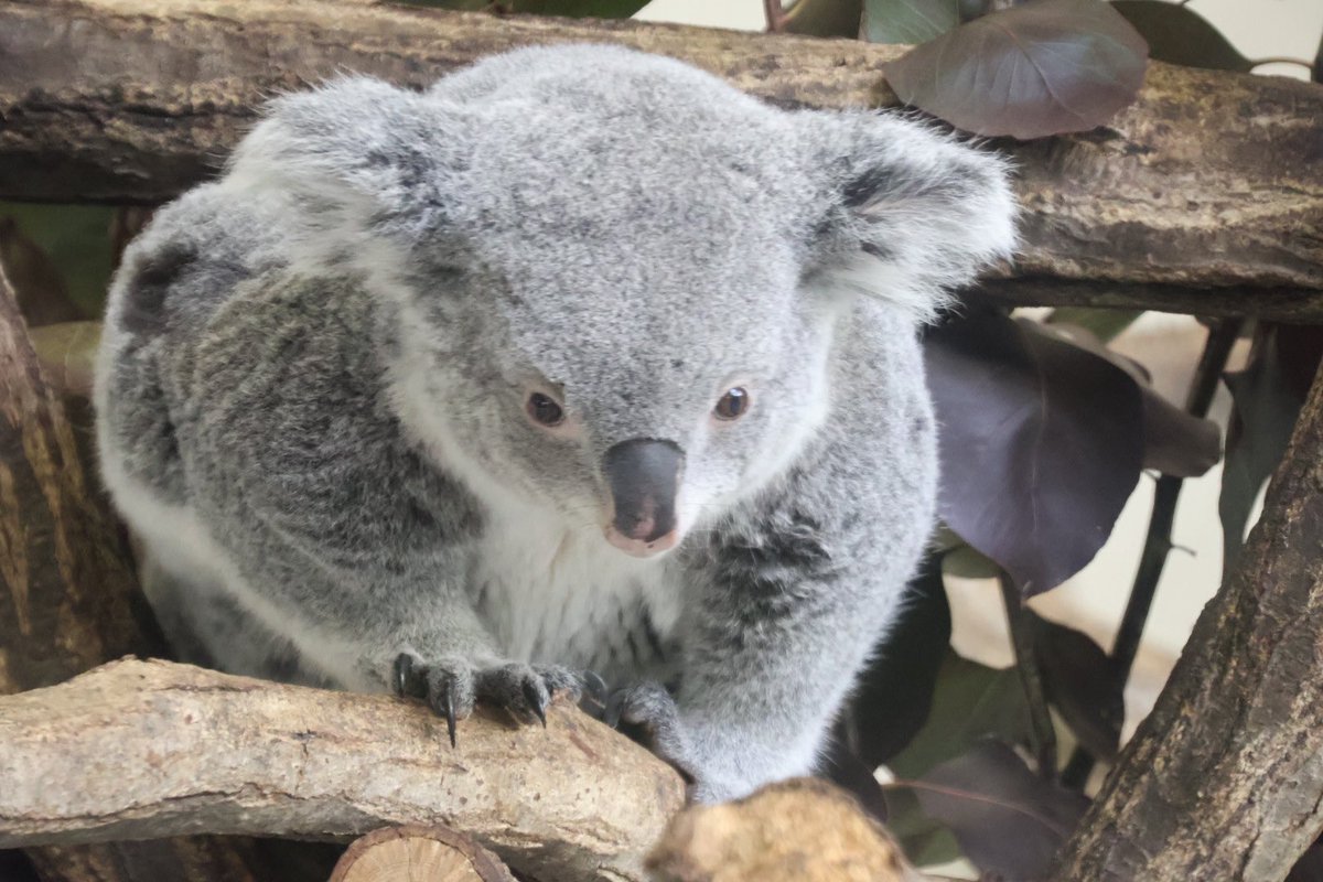 くぐり抜けるこまち🪵 260227📷 #多摩動物公園 #コアラ #こまち