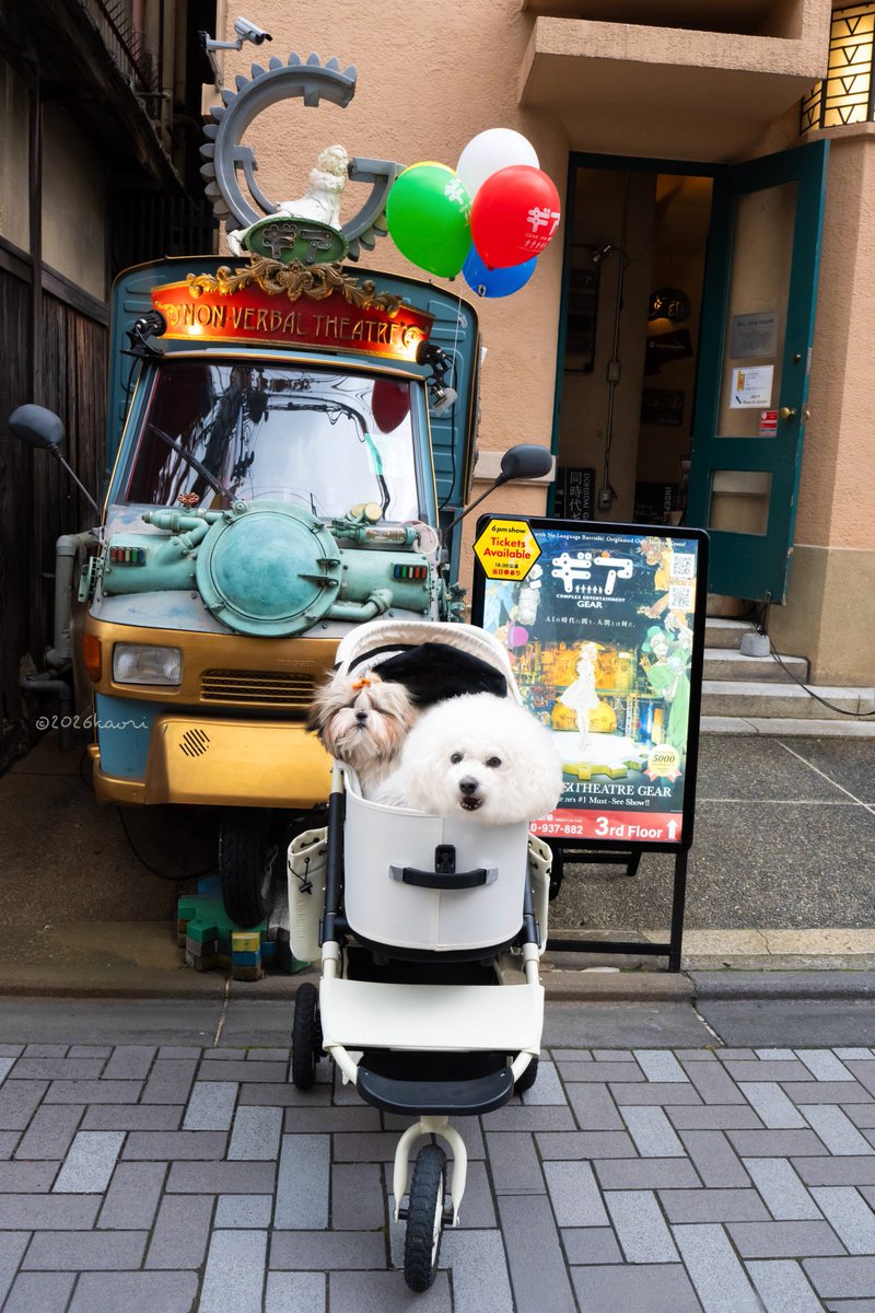 ママの大好きな あきらロボに会いに行ったよ🐶🤖💚 #ビションフリーゼ