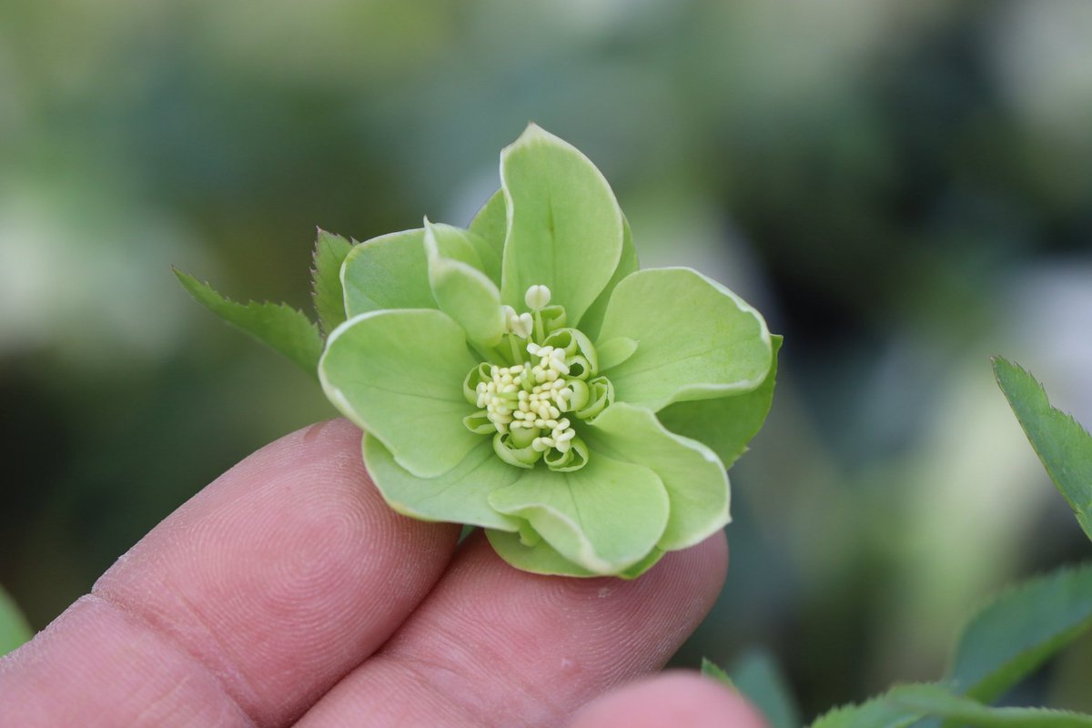 ohgi_nursery (@OhgiNursery) / Posts / X