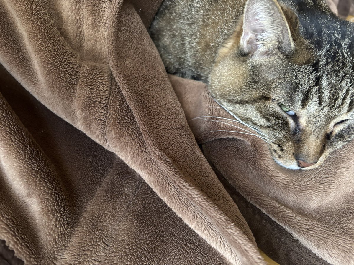 つくね (@X_Z_ZX_ZXA) on X