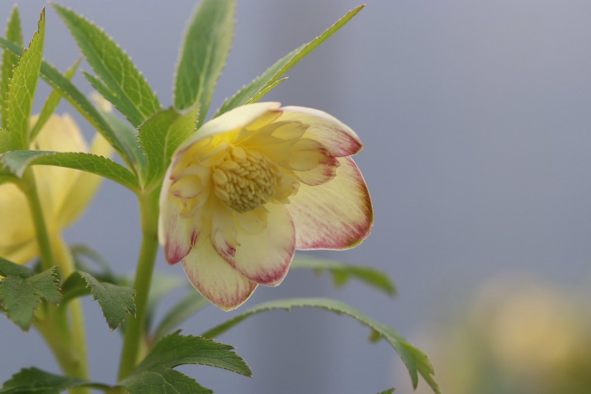 ohgi_nursery (@OhgiNursery) / Posts / X