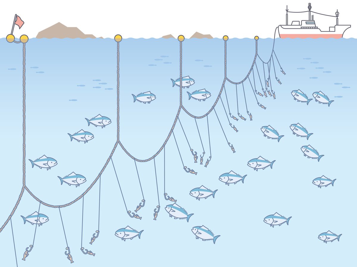 差がつく！中学入試で出やすい漁法まとめ4選 まぐろ＝はえ縄から復習