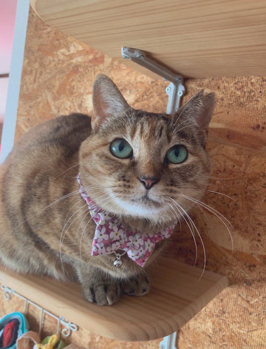 今日もここから…😽 花桃を撮りに 突風の中(ง ˙˘˙ )ว・・・🌸𓈒𓏸𓈒𓐍