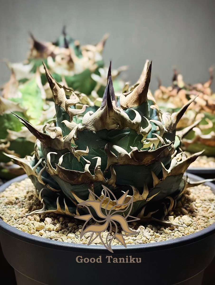 グッド多肉（goodtaniku） (@xiejunxian6990) / Posts / X