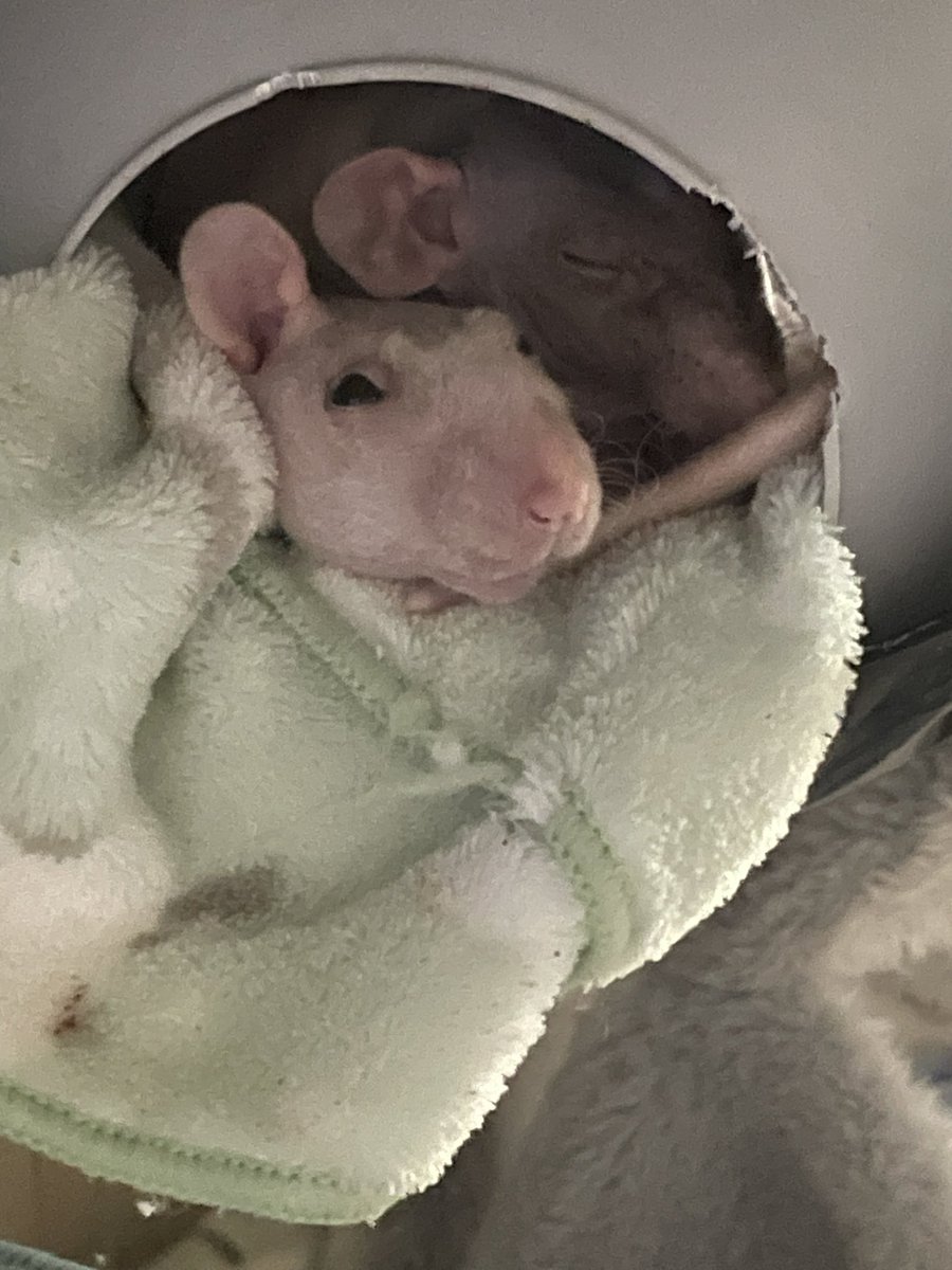 柿ピー(○˙꒳˙○)🧀🐁🫘 (@kakinotane96) / Posts / X