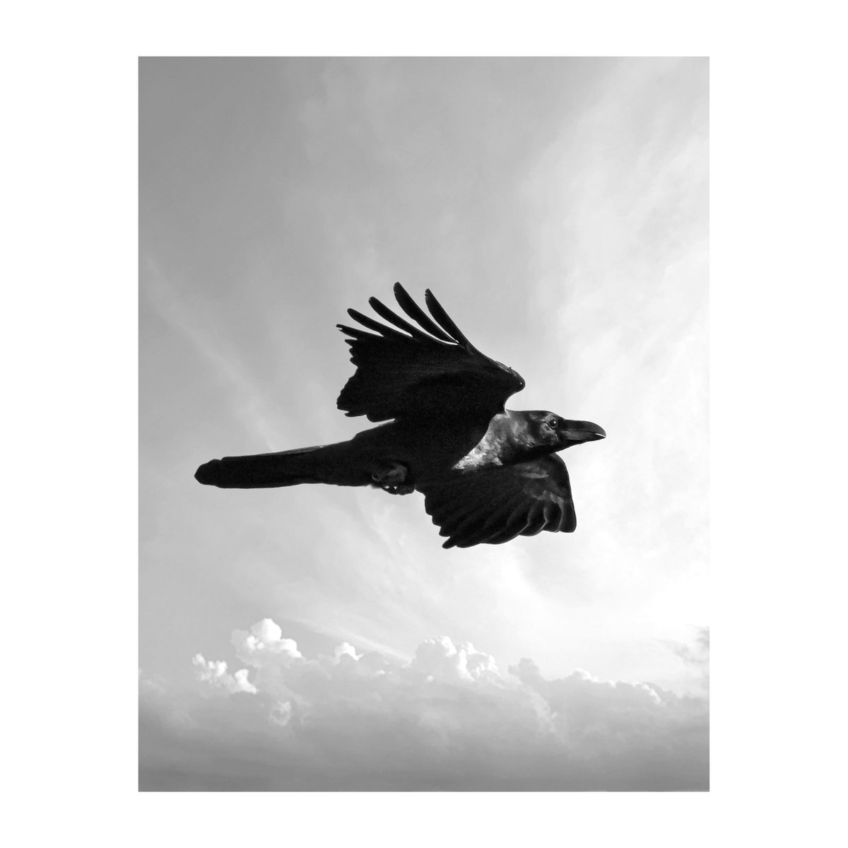 シリーズ『カラス・ The Crow ／ 虚構の翼・Fictional wings 』 #野鳥