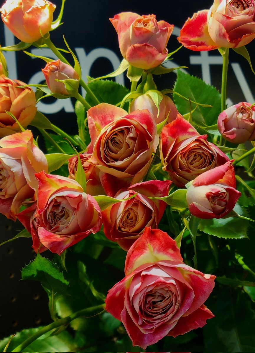 2026年3月7日 ✽✽✽ #花写真【ﾊﾞﾗの花🥀𓂃𓈒𓏸◌】 #TLを花でいっぱい