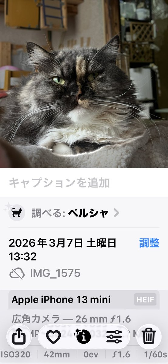 あいぽんではしぃちゃんをペルシャと認識しています