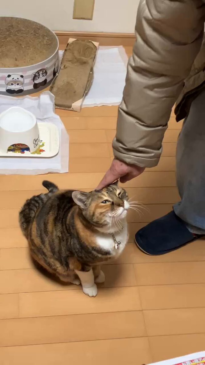 猫のいる暮らし