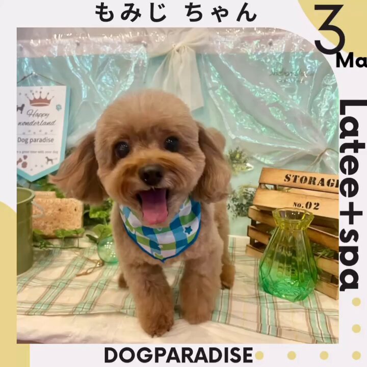 ラテスパペット【公式】 (@lateespa_pet) / Posts / X