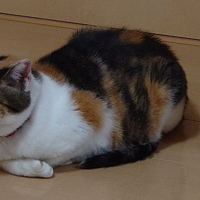 倉野憲比古さんの復刊本が届きました。『スノウブラインド』、『墓地裏