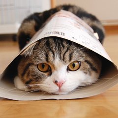 I am Maru. (@Maru_0524) / Posts / X