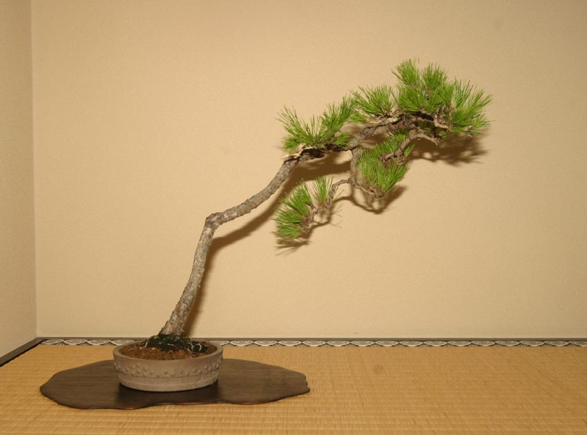 赤松斜幹 : 風流盆栽