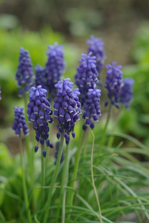 Super-Takumar 85mm F1.9 : ぴーたんの美味しい毎日 -As Time Goes By-